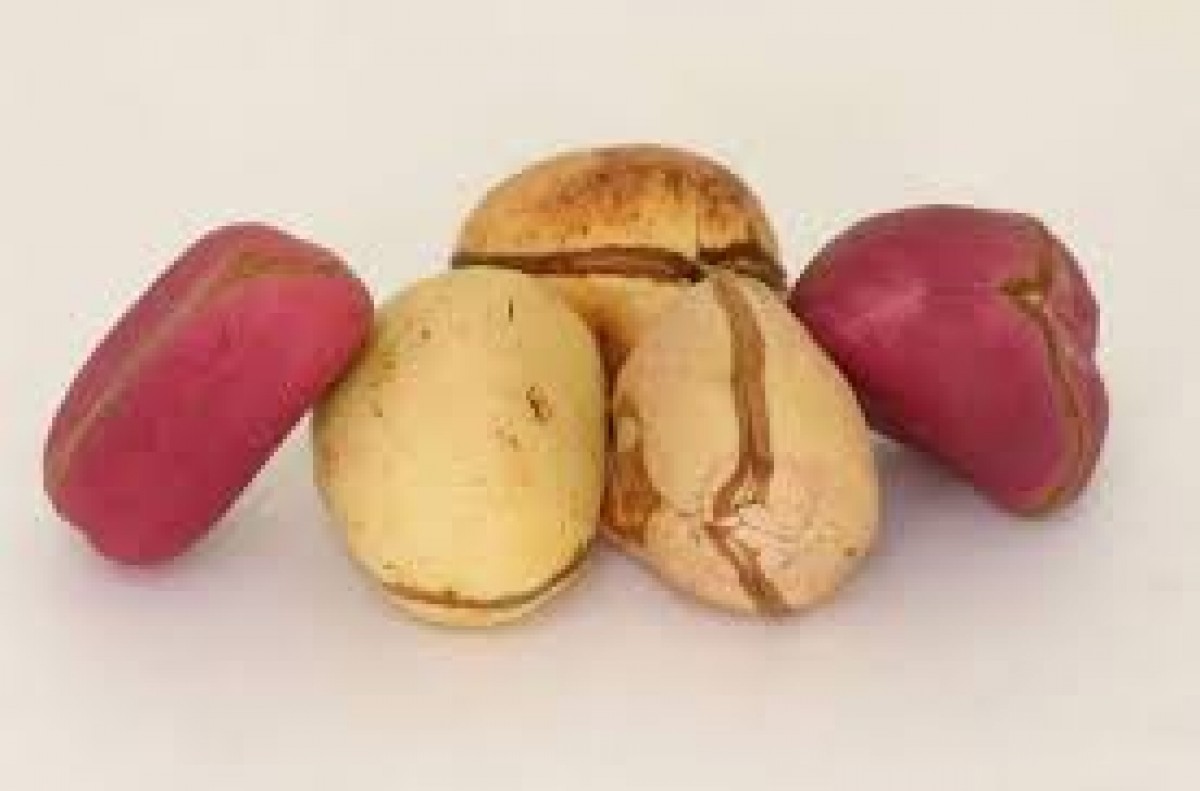 KOLA NUT from Nigeria